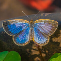 Blue Butterfly a close up