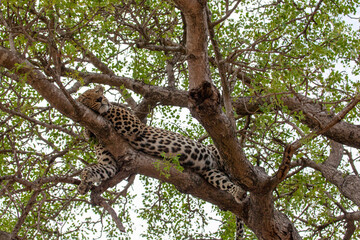 Fototapeta na wymiar Leopard relaxing in a tree