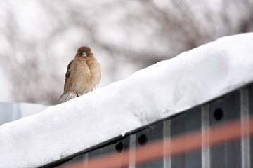 a sparrow sitting on a snowy roof