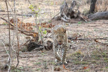Leopard on the prowl in the bush