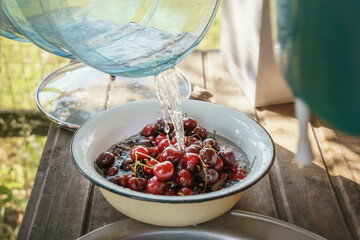 Washing cherry berries with water in summer garden outdoors