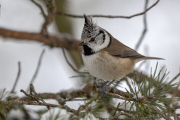 Crested tit