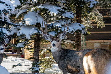 Deer with antlers in the snow and sun