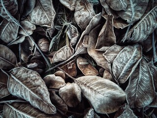 frosen leaves
