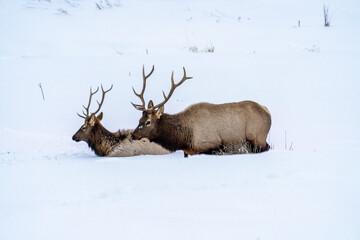 Bull elk in the sun and snow