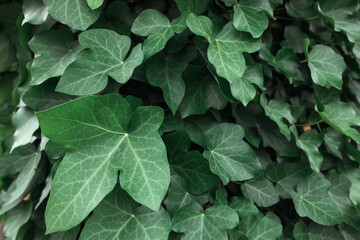 close-up of green vna leaves, leaf hedge
