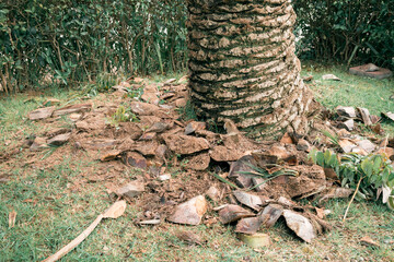 parts of the trunk lie around the palm