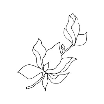 Branch with flower and bud of magnolia, linear freehand drawing in black outline on white background.