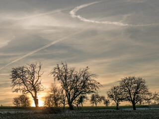 Kahler Baum mit Misteln im Winter