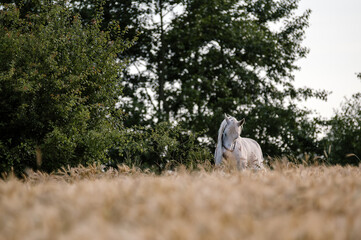 Biały koń w pięknym świetle zachodzącego słońca wśród  łanów zbóż - obrazy, fototapety, plakaty