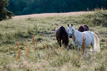 Konie wypasające się na łące w wysokiej trawie	
 - obrazy, fototapety, plakaty