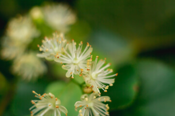 Macrophoto of linden flowers on a plant in soft focus