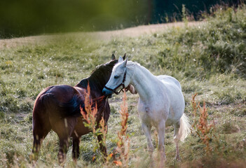 Dwa konie wypasające się na łące w wysokiej trawie	
