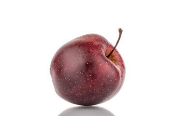 One organic sweet red apple, close-up, isolated on white.