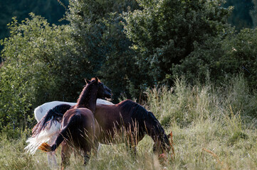  Konie wypasające się na łące w wysokiej trawie   © Monika