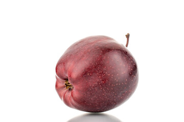 One organic sweet red apple, close-up, isolated on white.