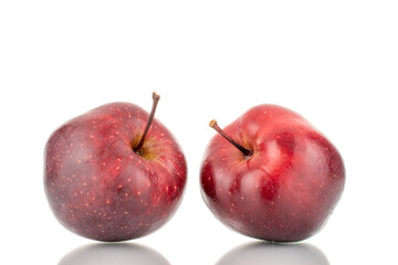 Two organic sweet red apples, close-up, isolated on white.