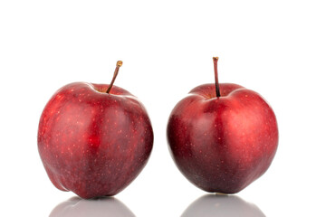 Two organic sweet red apples, close-up, isolated on white.