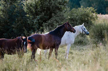 Konie wypasające się na łące w wysokiej trawie   © Monika