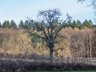Kahler Baum im Winter