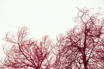 Red tree top branches in winter