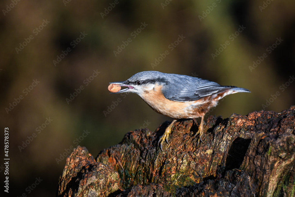 Aufkleber close up view of a nuthatch as it sits perched on a stump with a nut in its beak