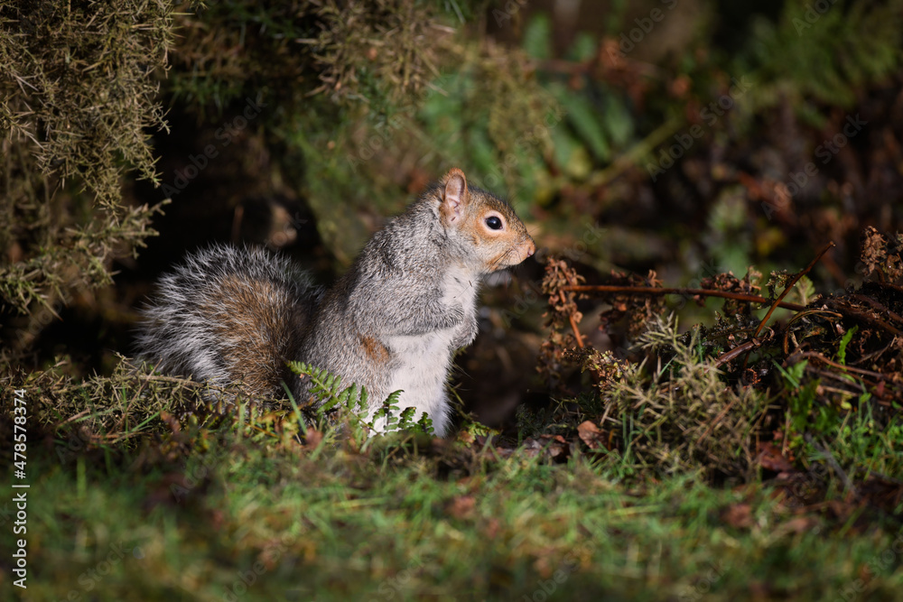 Poster side on profile portrait of a grey squirrel as it is standing on the ground surrounded by the underg
