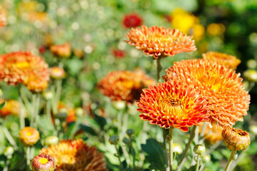 Background of yellow-orange chrysanthemums closeup. Soft focus, the warm rays of the sun.