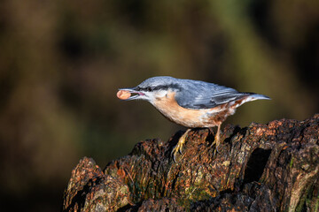 close up view of a nuthatch as it sits perched on a stump with a nut in its beak