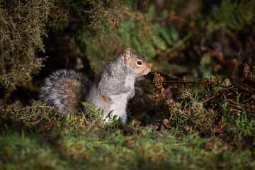 Naklejka na ściany i meble side on profile portrait of a grey squirrel as it is standing on the ground surrounded by the undergrowth 