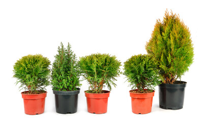 Seedlings cypress and thuja plants isolated on white background. Wide photo.
