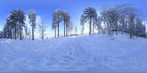 Forest in Winter Covered in snow HDRI Panorama