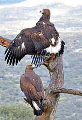 Aquila reale, maschio e femmina