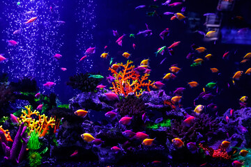 Obraz na płótnie Canvas macro beautiful fish glo tetra fish danio rerio