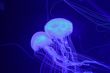 macro of a beautiful jellyfish chrysaora quinquecirrha © Minakryn Ruslan 