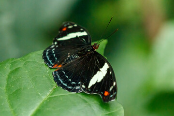 Fototapeta na wymiar macro beautiful butterfly Papilio aegeus