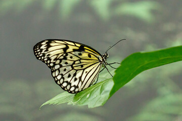 macro beautiful butterfly Idea leuconoe