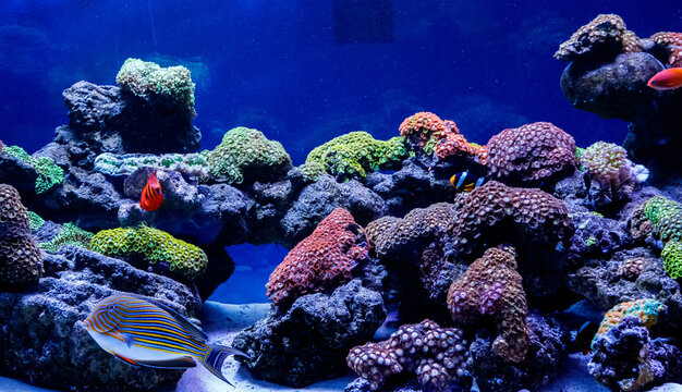 Fish Striped Surgeon Acanthurus lineatus