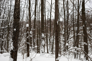 frozen winter forest, natural snowy landscape
