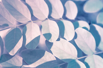 Foliage with plant leaves in nature. Color toning applied.
