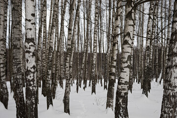 winter birch grove, tress and snow landscape