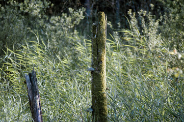 Połamany pień drzewa porosły mchem i hubą © Monika