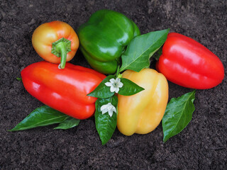 Green, yellow and red sweet peppers on the ground, a bulgarian pepper fruits of different varieties, flowers and leaves. Harvesting of vegetable plant capsicum annuum. Eco-friendly gardening