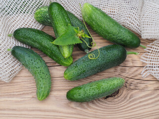 Fresh green cucumbers on a wooden table, flat layout. Useful vegetable plant cucumis sativus for use in a healthy diet and diet. Eco-friendly gardening and crop production