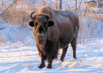 Winter portrait of male bison