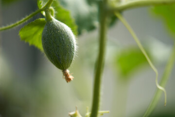 Melon shoot with ovary in the greenhouse. Selective focus. Copy space.