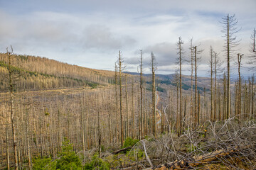 Obraz premium dead trees in the harz mountains
