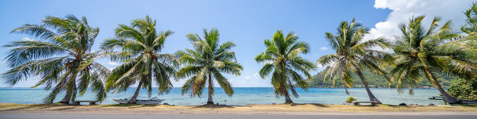 Palm trees panorama as background banner