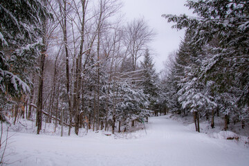 Winter landscape in the snowy canadian forest in the province of quebec