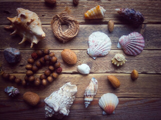 sea shells and starfish